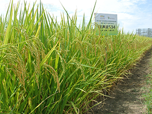 ¡�Ƀ�(y��u)534-ˮ���N��-¡ƽ�N�I(y��)