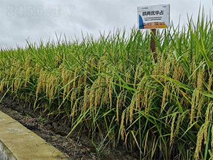 ��Ƀ�(y��u)�Aռ-ˮ���N��-¡ƽ�N�I(y��)