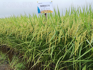 ��Ƀ�(y��u)570-ˮ���N��-¡ƽ�N�I(y��)