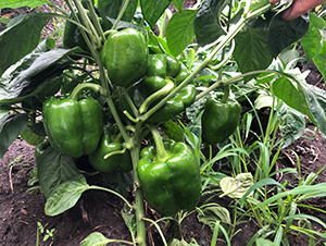 ����101-�����N��-���S�N�I(y��)