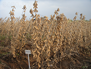 ����1̖-�󶹷N��-���S�N�I(y��)