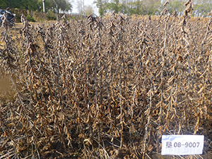 ����38-�󶹷N��-���S�N�I(y��)