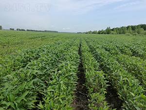 ����65-�󶹷N��-���S�N�I(y��)