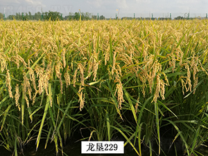 ����229-ˮ���N��-���S�N�I(y��)