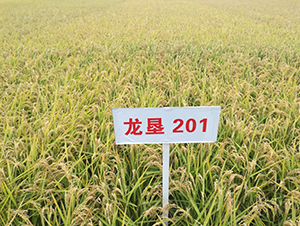 ����201-ˮ���N��-���S�N�I(y��)