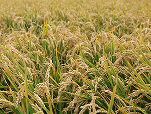 ����25-ˮ���N��-���S�N�I(y��)