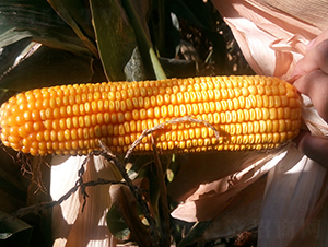 龍墾10號(hào)-玉米種子-墾豐種業(yè)