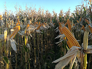 ����5̖-���׷N��-���S�N�I(y��)