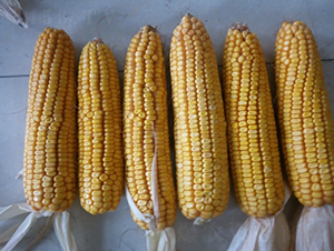 ����3̖-���׷N��-���S�N�I(y��)