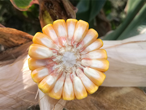 ������4̖-���׷N��-���S�N�I(y��)