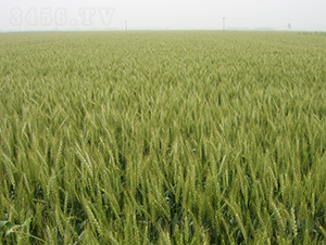 ����1401-С���N��-���y�߿�