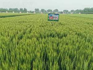 ����725-С���N��-���y�߿�