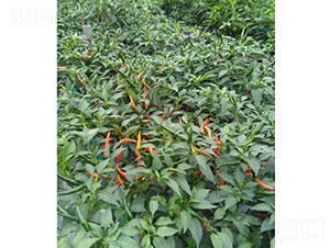 ̩�㳯�콷-�����N��-�r���N��