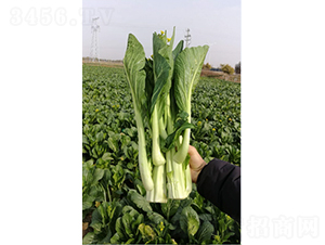 �_��(y��u)һ̖�����-����ķN��-�r���N��