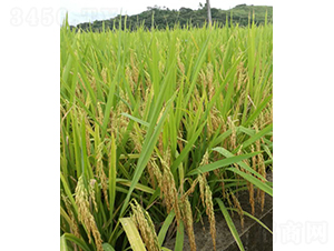 �ك�(y��u)�Sռ-ˮ���N��-�r���N��