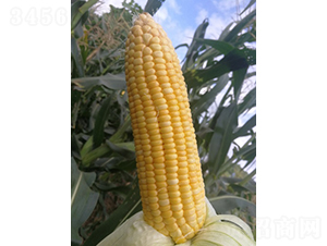 ������814-���׷N��-�r���N��