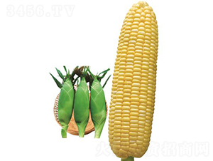 ������809-���׷N��-�r���N��