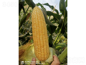 新美甜658-玉米種子-鮮美種苗