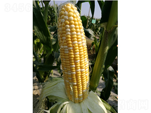 雙子星甜玉米-玉米種子-鮮美種苗
