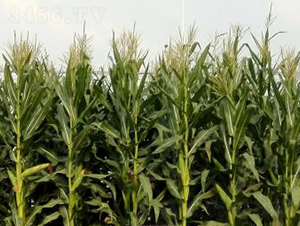 �Ǻ�11̖-���׷N��-�Ǻ��N�I(y��)