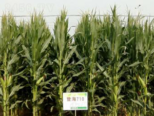 登海710-玉米種子-登海種業(yè)