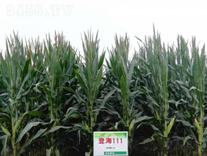 �Ǻ�111-���׷N��-�Ǻ��N�I(y��)