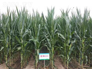登海533-玉米種子-登海種業(yè)