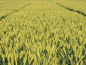 ����27̖(h��o)-С���N��-�зN���F(tu��n)