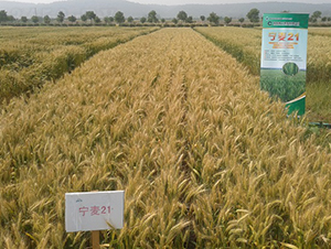 ����21-С���N��-�зN���F(tu��n)