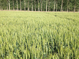 ݆�x167-С���N��-�зN���F(tu��n)