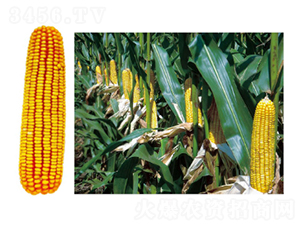 ����73-1-���׷N��-�зN���F