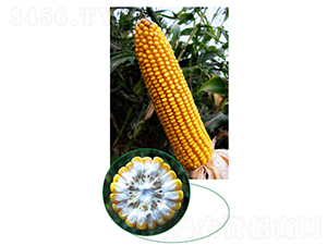 �L��315-���׷N��-�зN���F