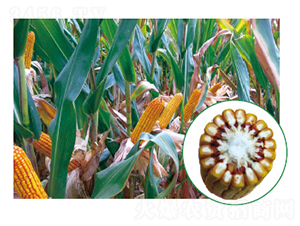 �L��706-���׷N��-�зN���F