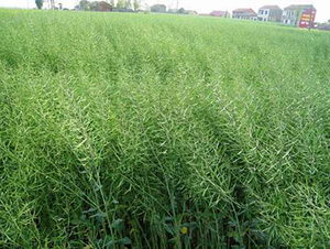 �����s11-�Ͳ˷N��-���r(n��ng)�l(f��)