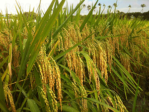 ����(y��u)767-ˮ���N��-�зN���F(tu��n)