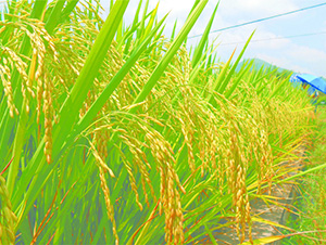 Y�Ƀ�(y��u)750-ˮ���N��-�зN���F(tu��n)