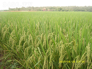 �ȃ�(y��u)629-ˮ���N��-�зN���F(tu��n)