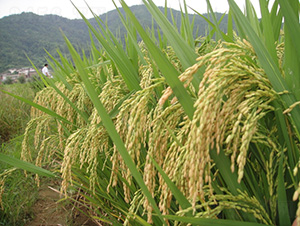 �t̩��(y��u)996-ˮ���N��-�зN���F(tu��n)