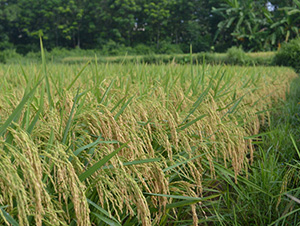 �����Ƀ�(y��u)1031-ˮ���N��-�зN���F(tu��n)