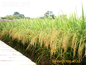 �(y��u)9734ˮ���N��-�зN���F(tu��n)