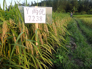 Y�Ƀ�(y��u)7238-ˮ���N��-�зN���F(tu��n)