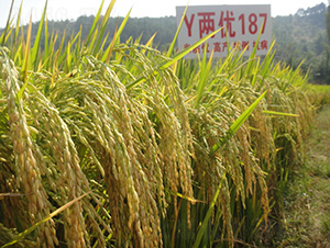 Y�Ƀ�(y��u)187-ˮ���N��-�зN���F(tu��n)