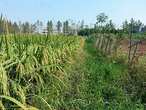 ��9��(y��u)168-ˮ���N��-�зN���F