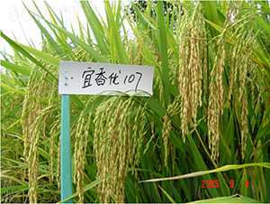 ����107-ˮ���N��-�зN���F(tu��n)