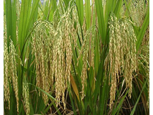 ���マ(y��u)208-ˮ���N��-�зN���F