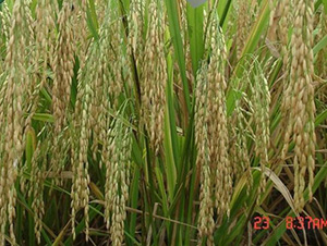 �d5��(y��u)142-ˮ���N��-�зN���F(tu��n)