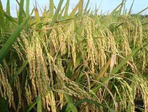 ��(y��u)202-ˮ���N��-�зN���F