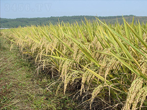 ���s629-ˮ���N��-�зN���F