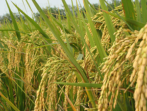 �G����(y��u)8648-ˮ���N��-�зN���F