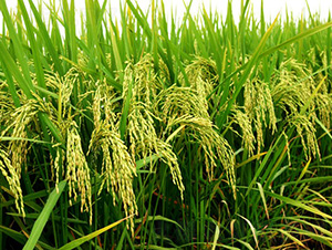 ʢ̩��(y��u)018-ˮ���N��-�зN���F